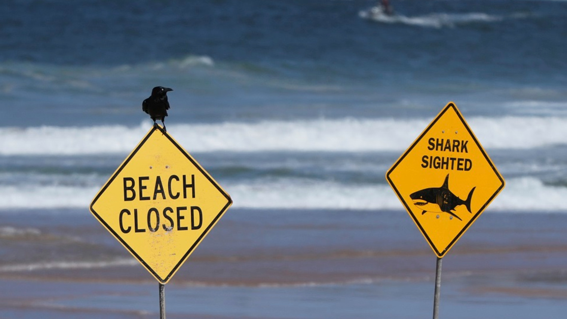 Предупредителен знак за акули на плаж в Сидни, Австралия