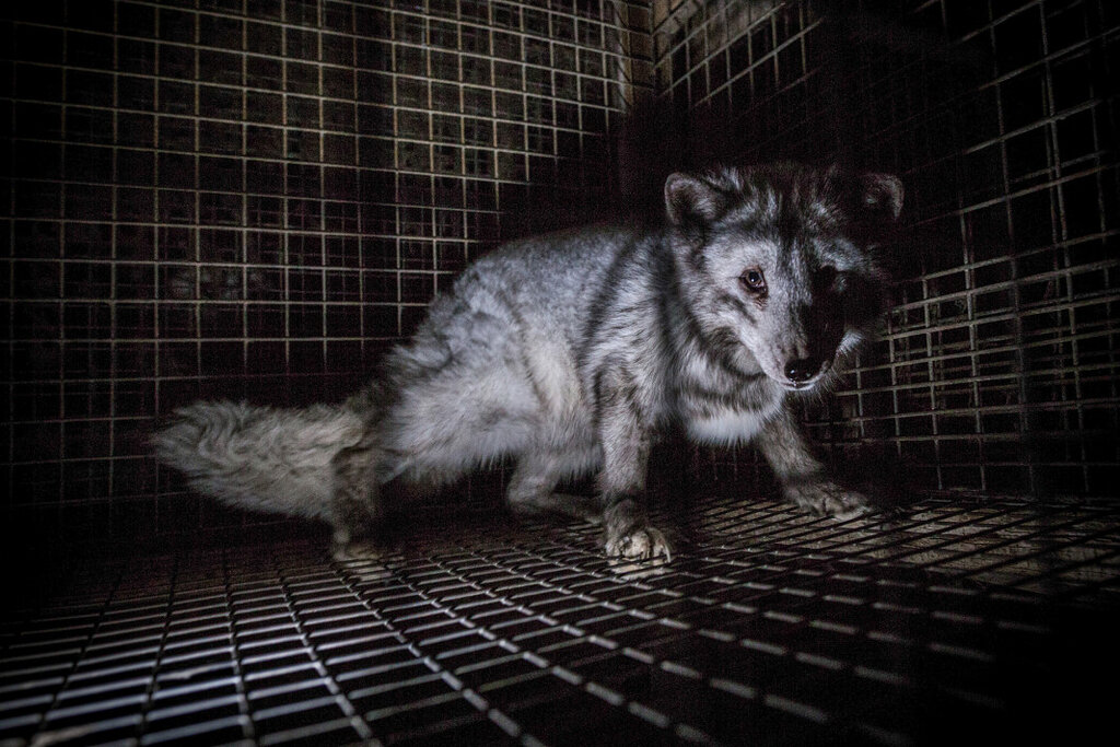 ЕОБХ: Фермите за кожи не могат да гарантират хуманно отношение към животните