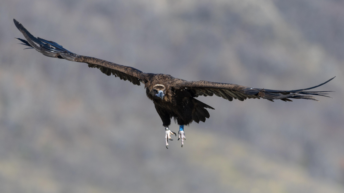 Черен лешояд, илюстративна снимка.