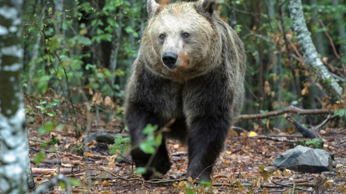 Паркът за мечки край Белица отново посреща посетители