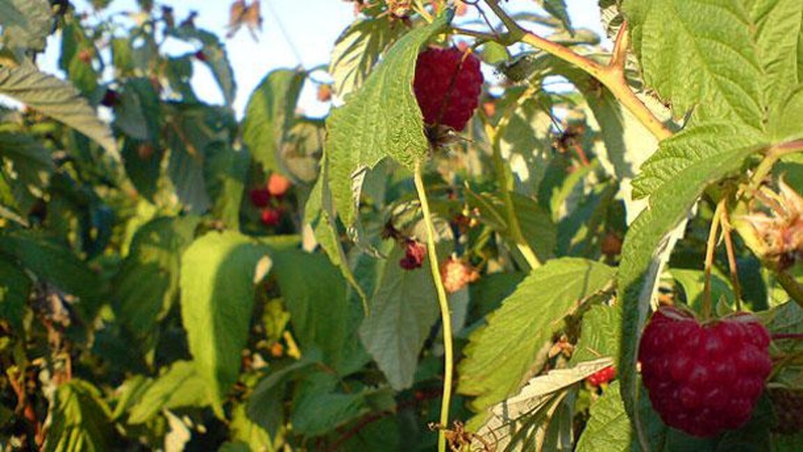 Samokov is hosting the National Raspberry Festival