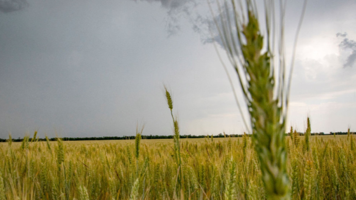 Пшеницата и царевицата поевтиняват на борсите