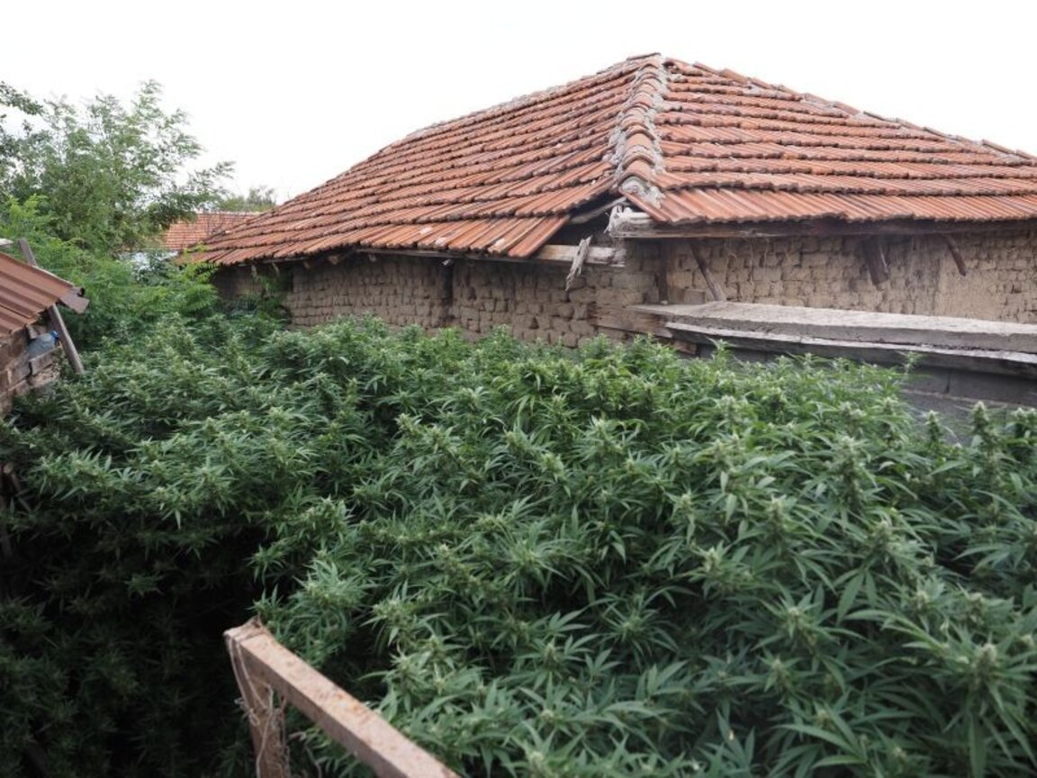 "Тайни градини" с канабис откриха в Черногорово и Динката