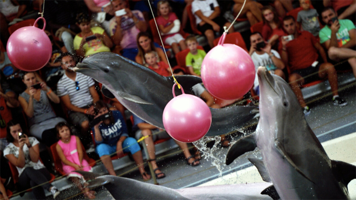 Los delfines en Varna alegrarán a los menores en las fiestas pascuales 