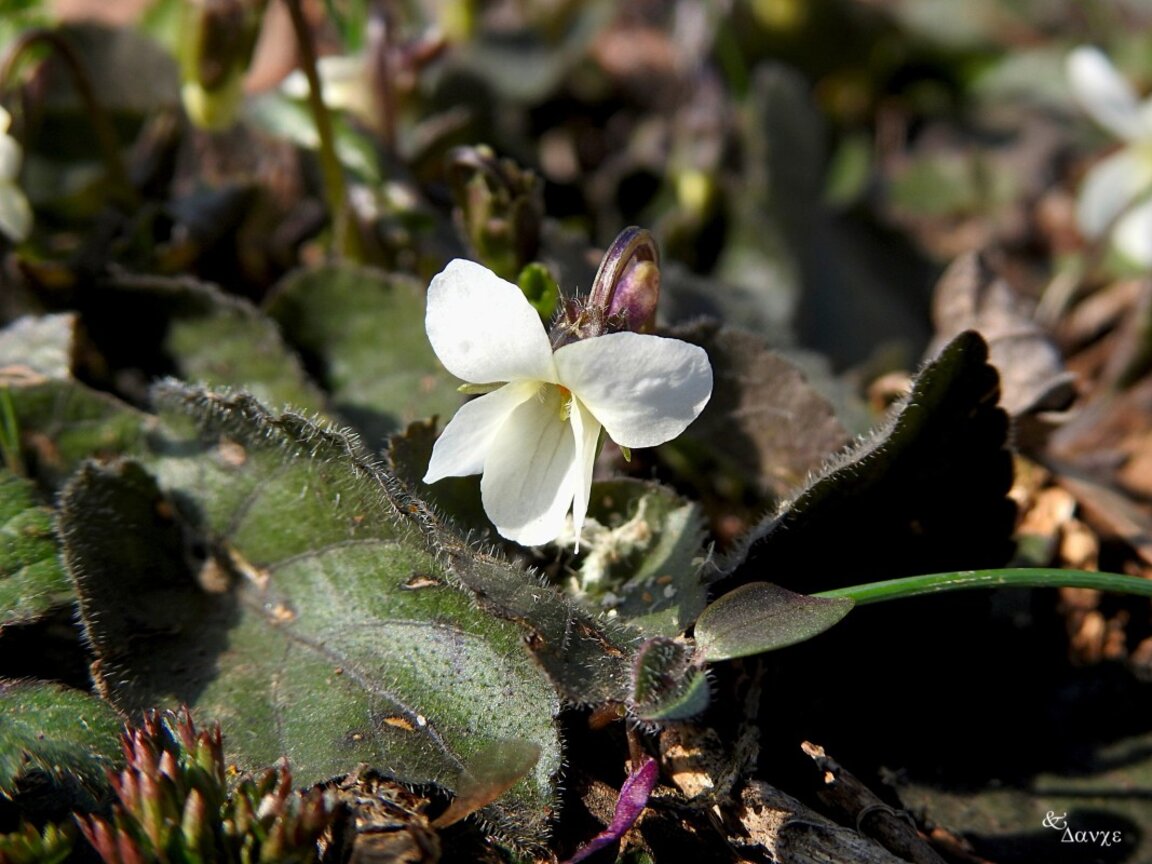 Петъчно утро с Радио Шумен