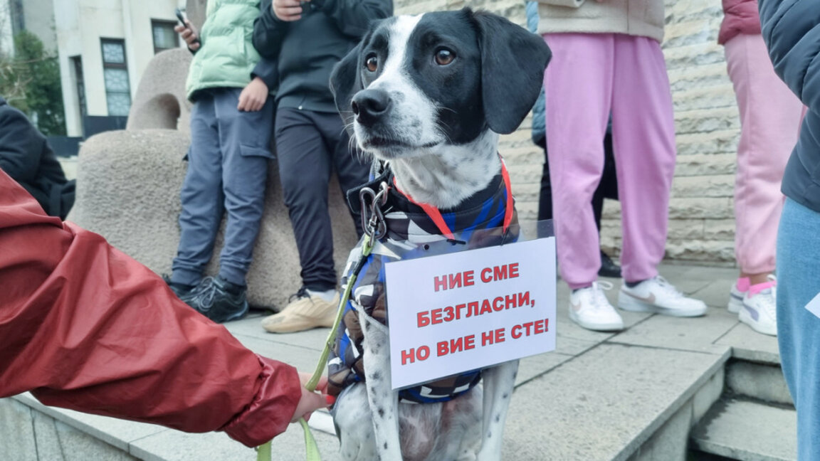 Протесты против жестокого обращения с животными продолжаются