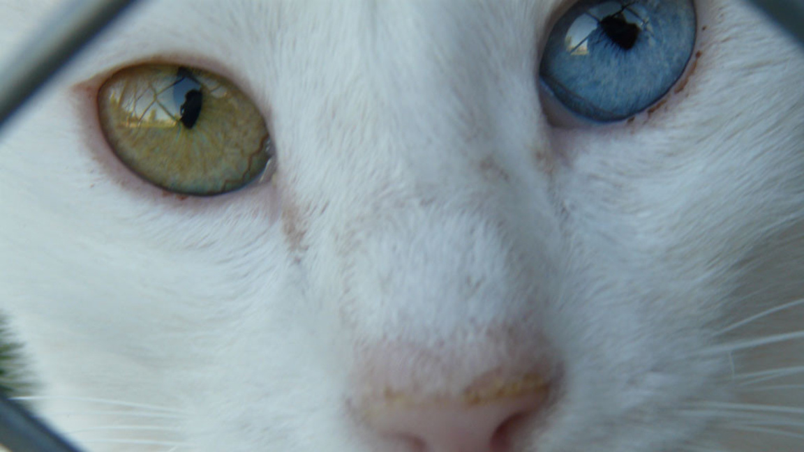 Котка от породата Ван
Снимка: Магдалена Гигова