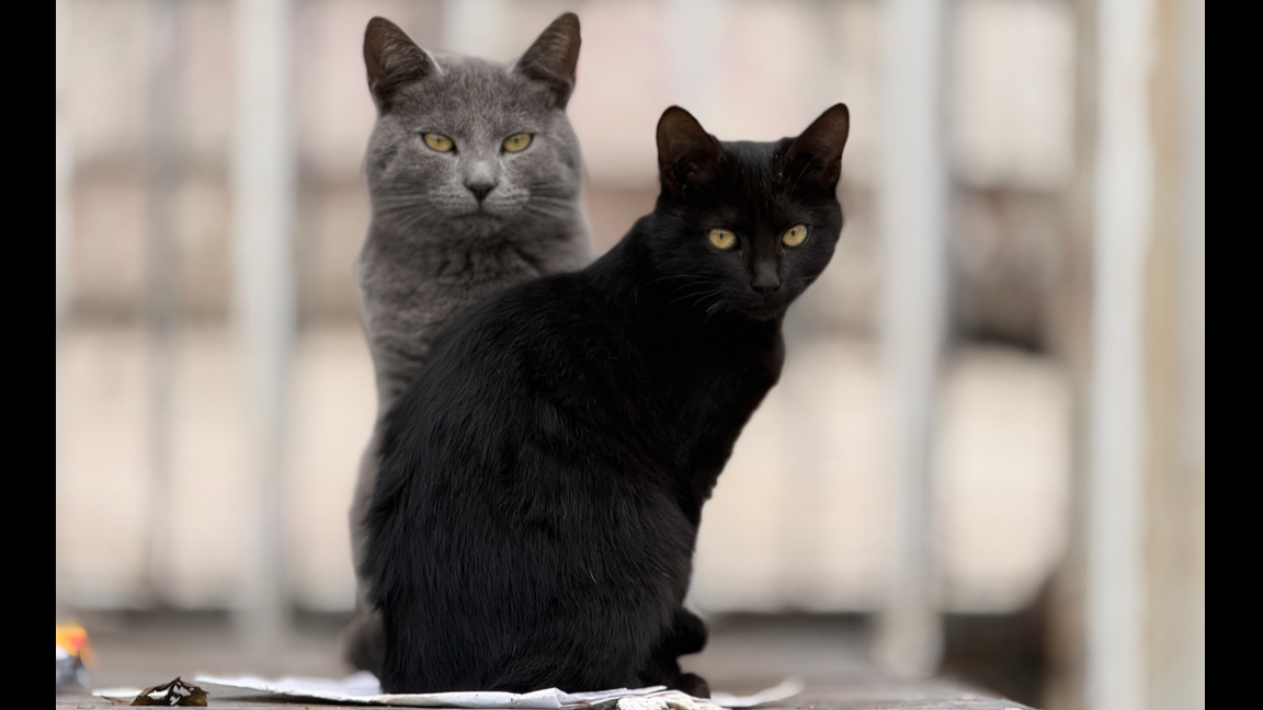Сива и черна котки