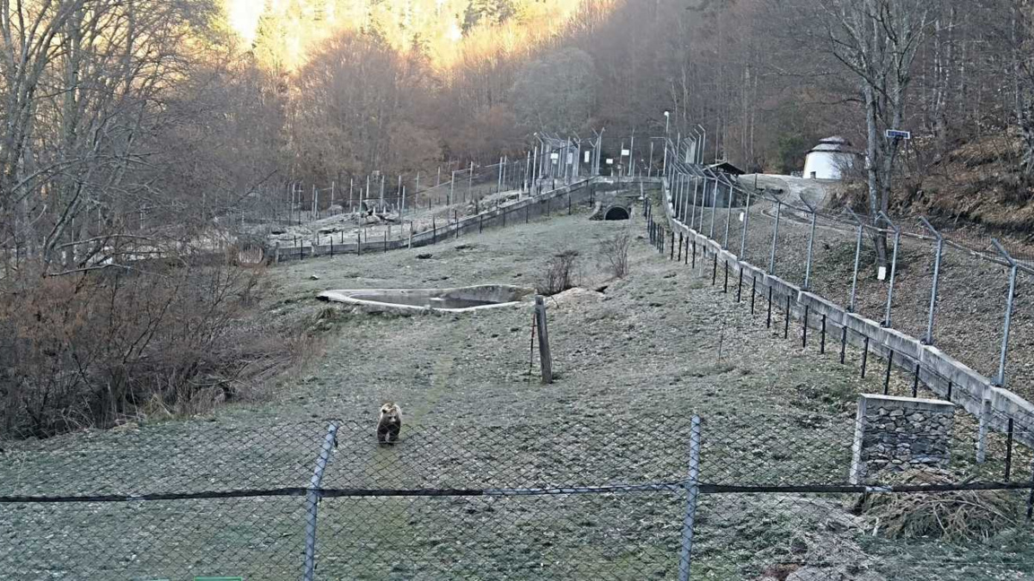 Паркът за мечки над Белица