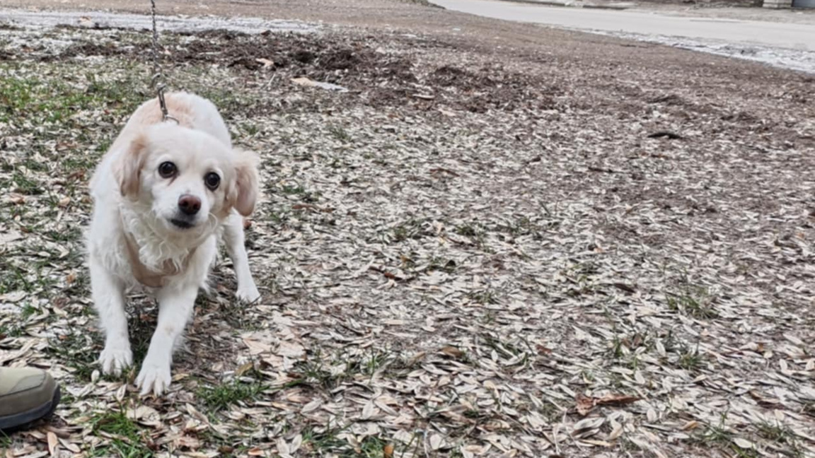 Малката шефка с голям характер: Историята на Айри