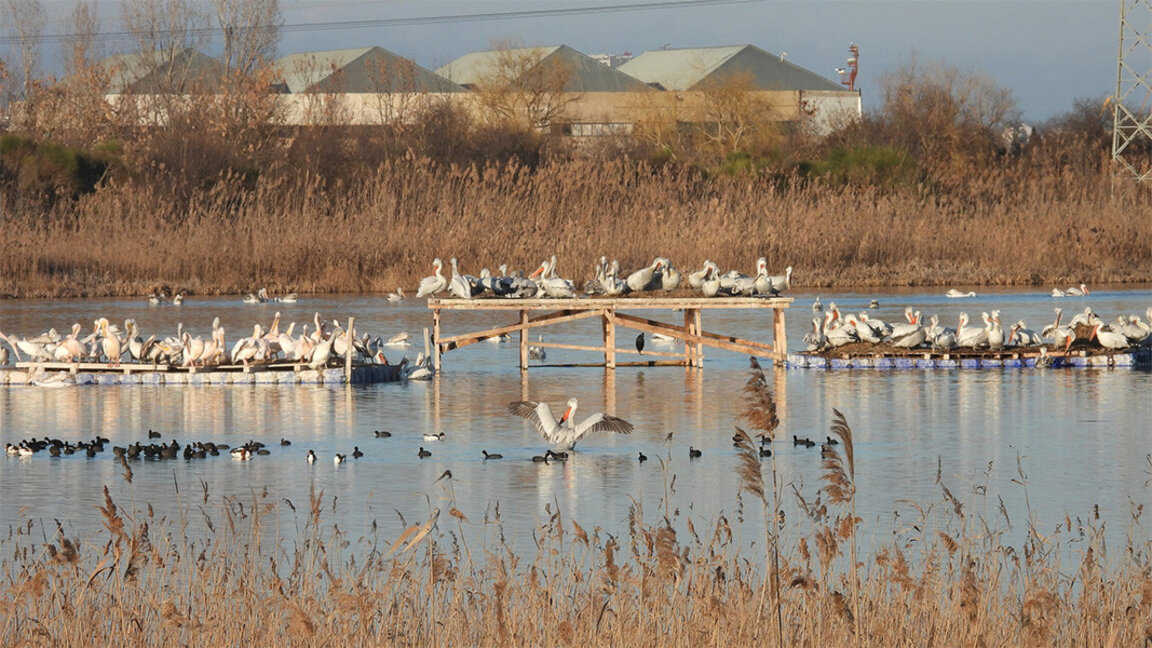 Bei Burgas entsteht neue Kolonie der gefährdeten Krauskopfpelikane