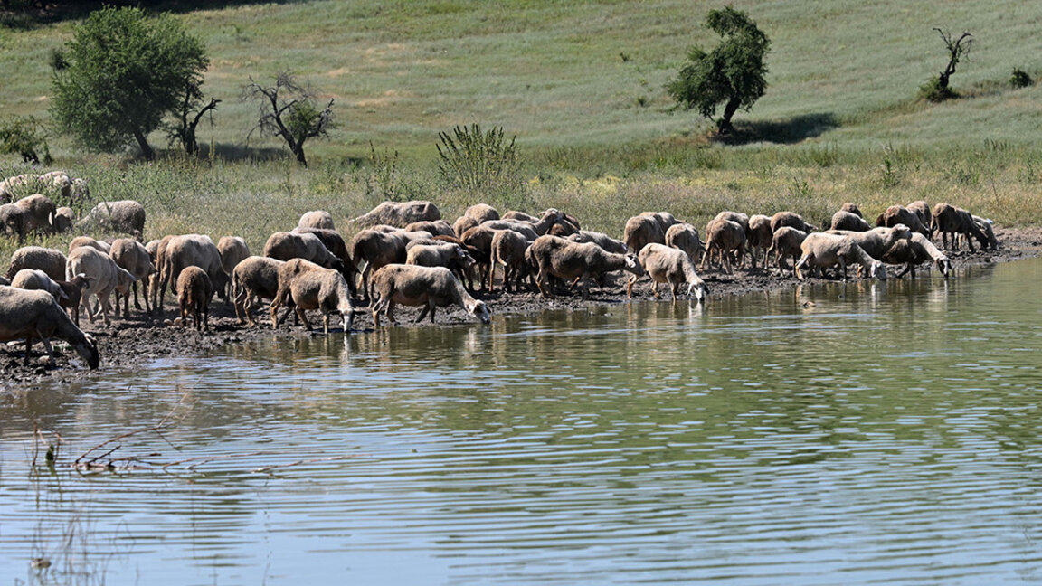 Гърция може да наложи пълна забрана на придвижването на овце и кози