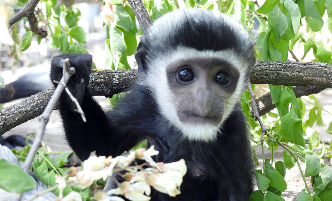 Le Zoo de Sofia est fier d'annoncer l'arrivee de nouveaux pensionnaires...