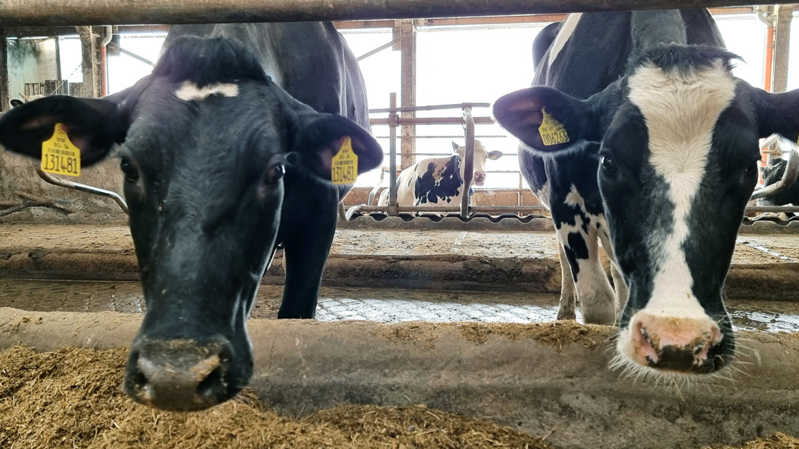 Второ огнище на болестта "син език" е регистрирано край Смолян