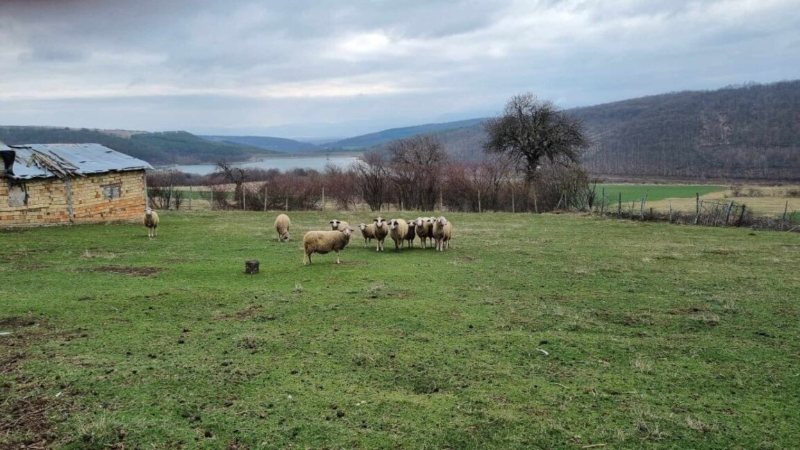 Food Safety Agency finds no animals infected with plague in Bulgaria