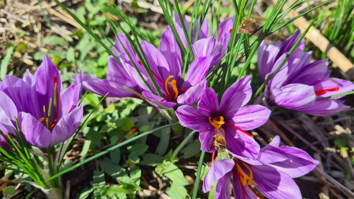 Gabriela Ilieva grows the "flower from heaven" in the Vratsa Balkan
