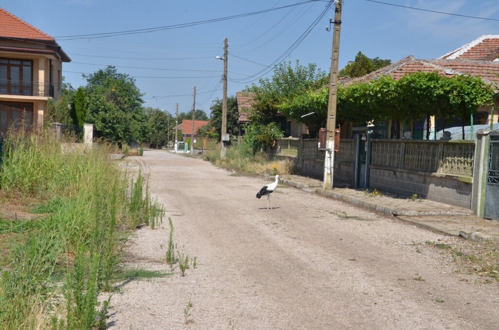 Koşava köy halkı leylek yavrusuna sahip çıktı