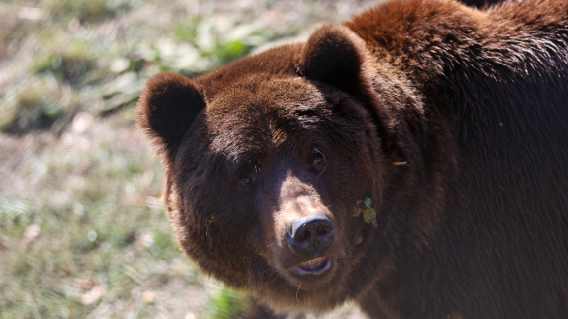 Camera traps to be installed on Vitosha mountain after fatal bear attack