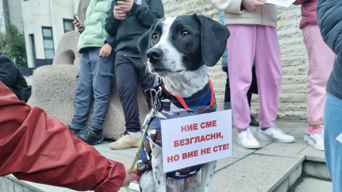 La propuesta de una Agencia Nacional de Protección Animal gana apoyo público
