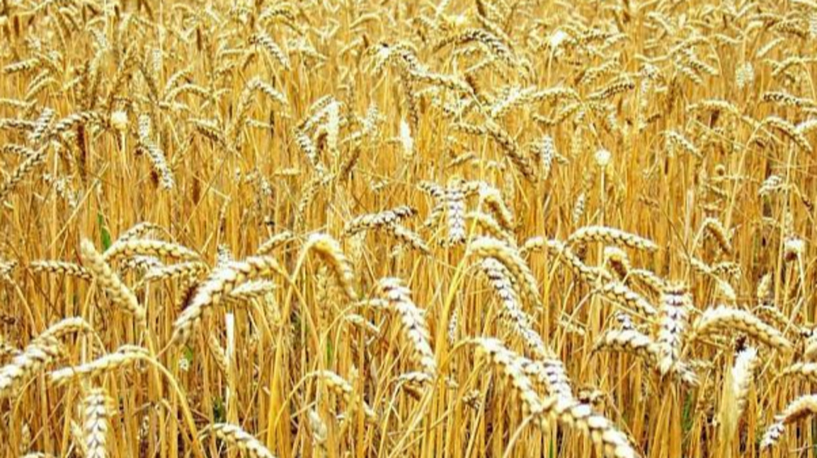 Цените на основните храни остават стабилни