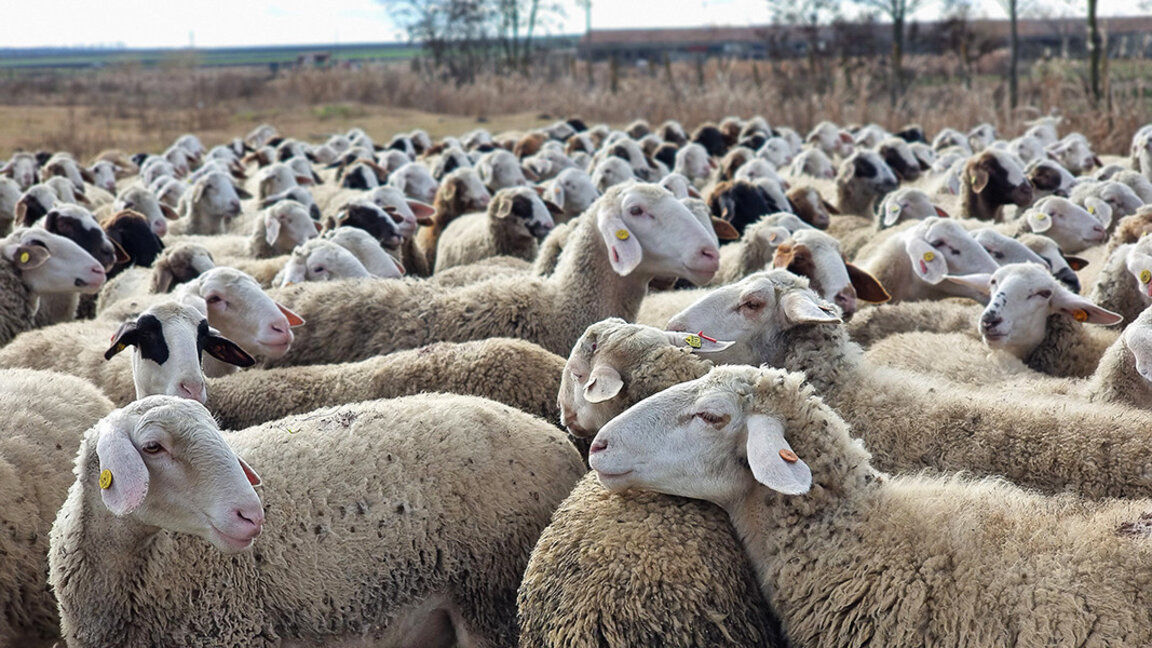 Çiçek hastalığı önlemlerinden etkilenen koyun yetiştiricilerine devlet desteği