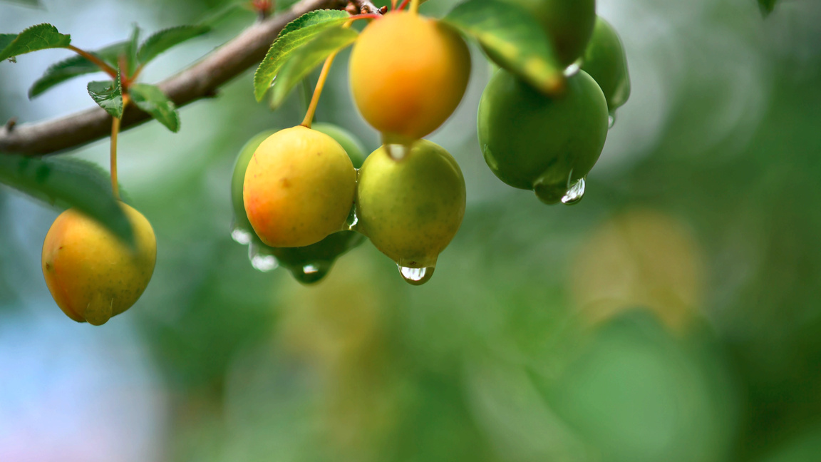 Météo: Ciel couvert et précipitations