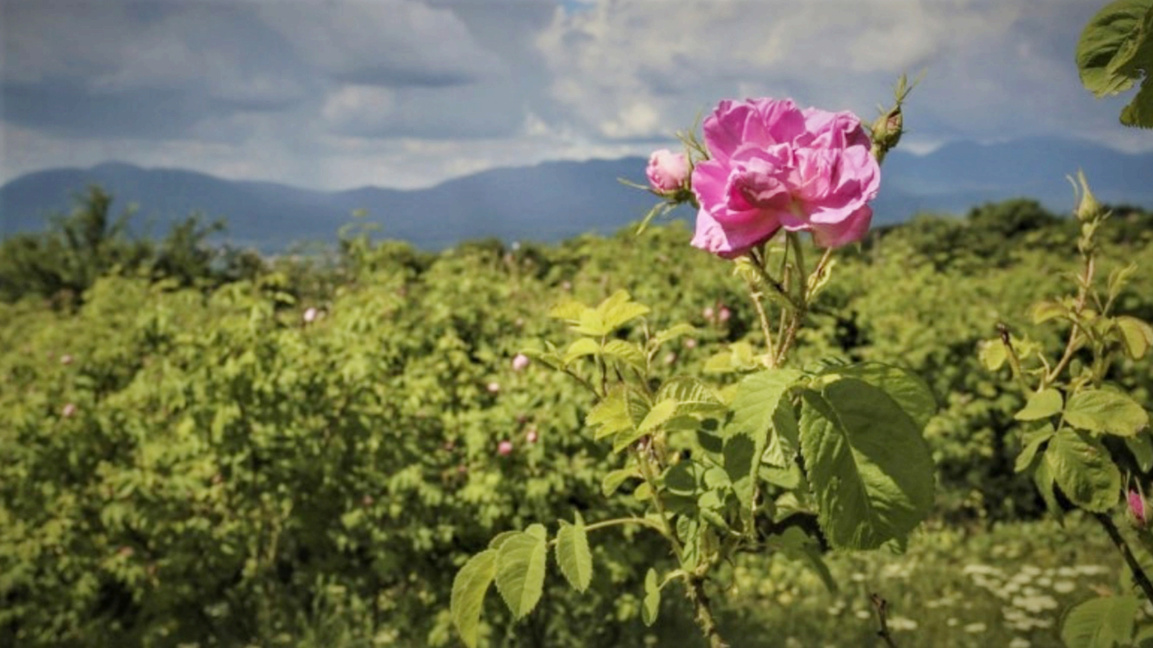 Произвођачи ружа – између борбе с климом и нелојалних пракси