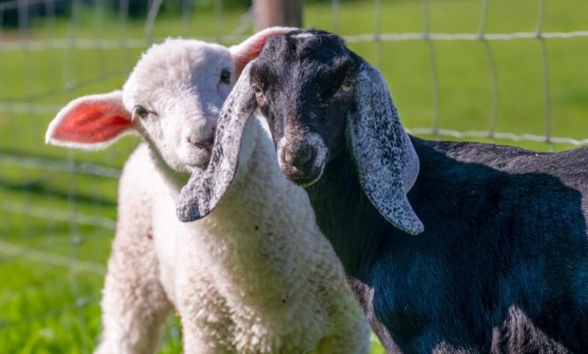 Нарастват огнищата на шарка в Пловдивска област