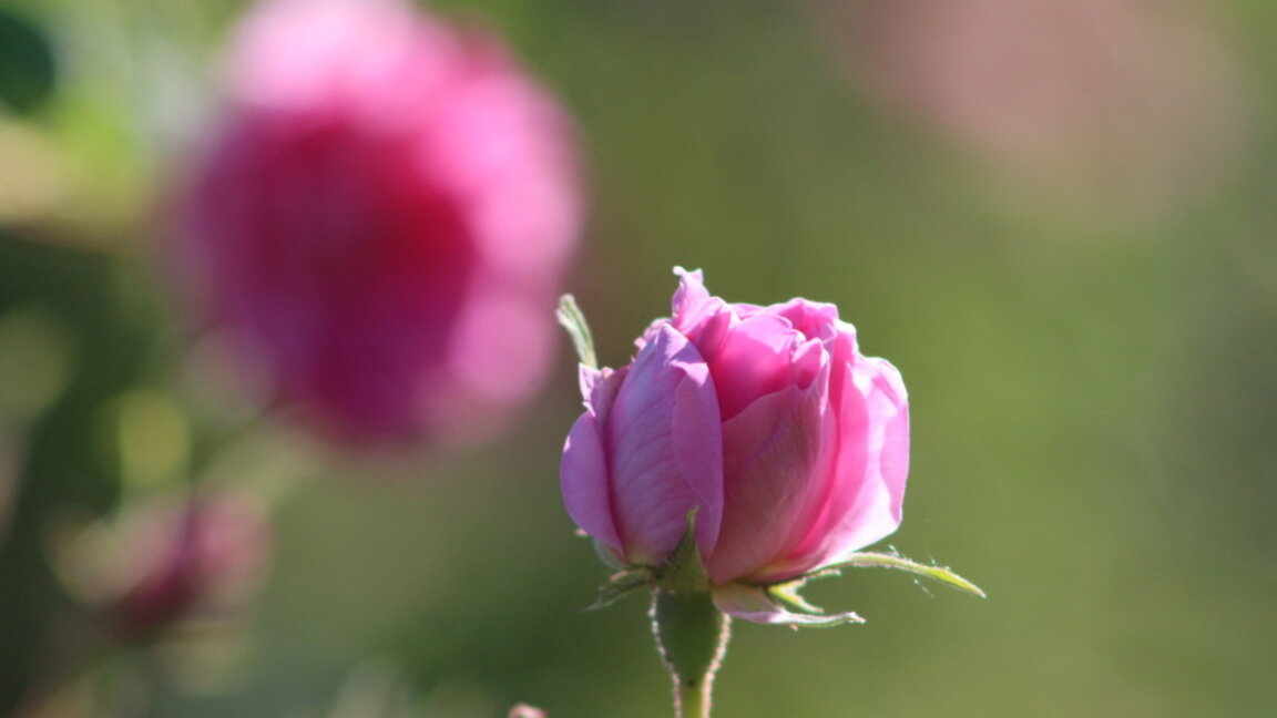Gurkovo will host a Festival of Roses