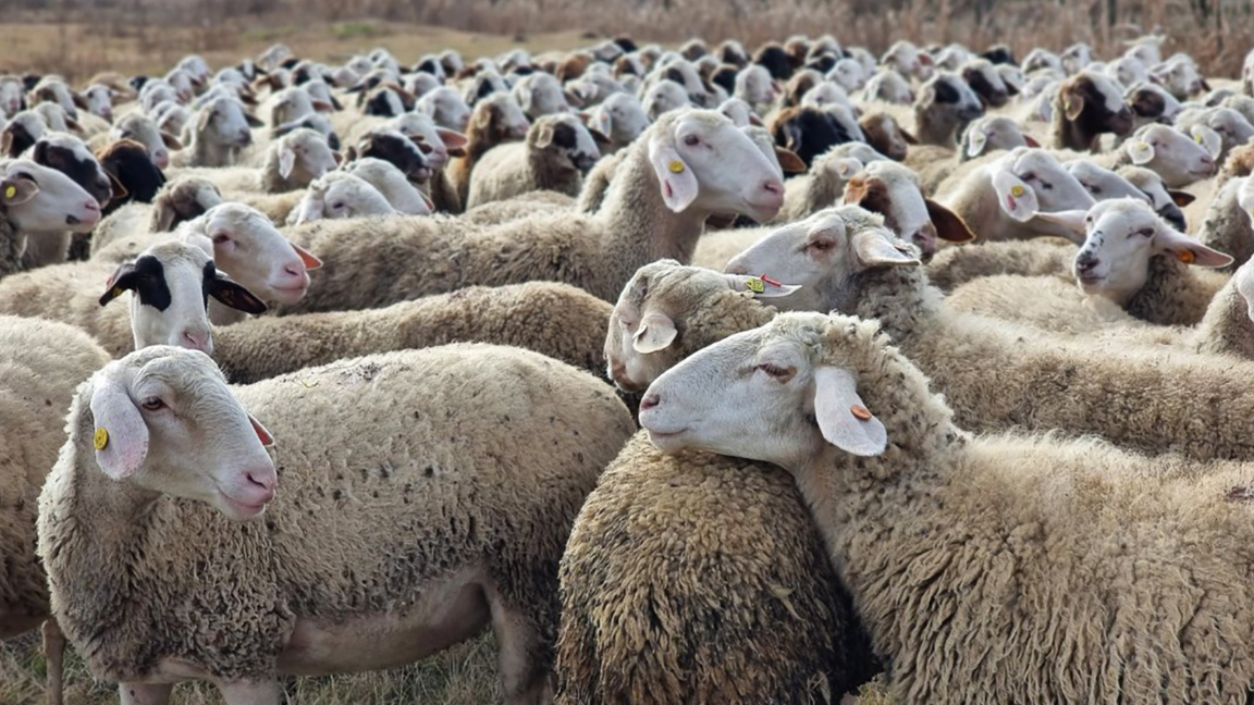 Mass veterinary checks for foot-and-mouth disease, sheep pox in Cyprus, Greece
