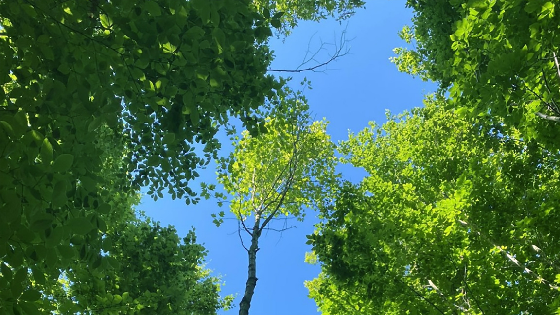 “Vila Sei Gora”: una obra maestra del folclore de la región de Pirin