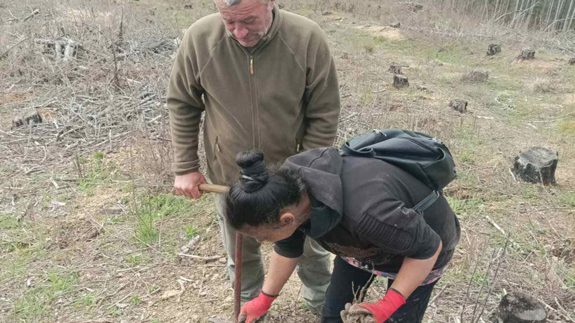 В Габрово залесиха 9 дка смесена гора