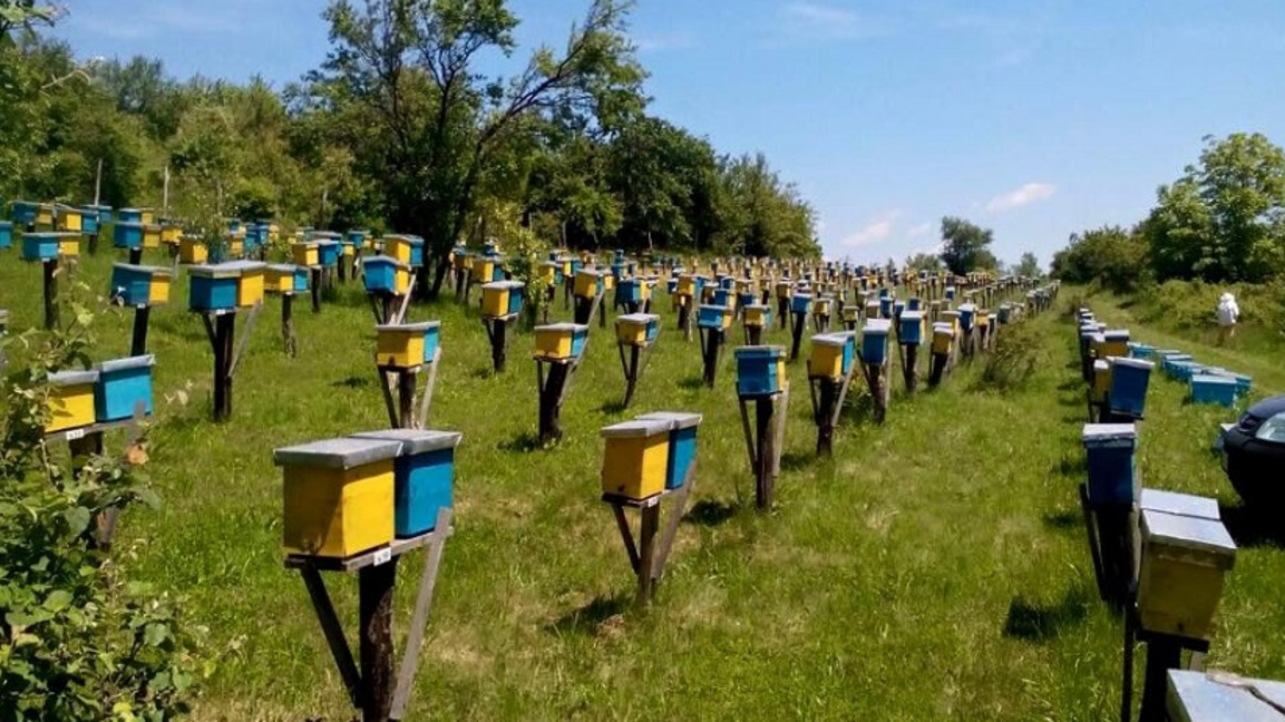 Част от пчелините на "Топалов Мед" - снимката е илюстративна