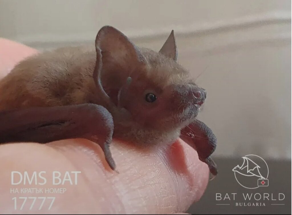 Вяра Крушкова и Чавдар Илиев от фондация "Bat World Bulgaria" за живота на прилепите