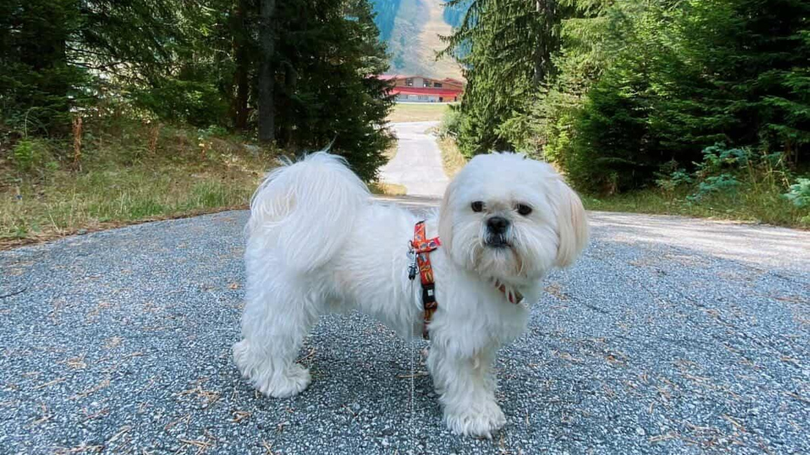 Бъмби – сърцето на дома