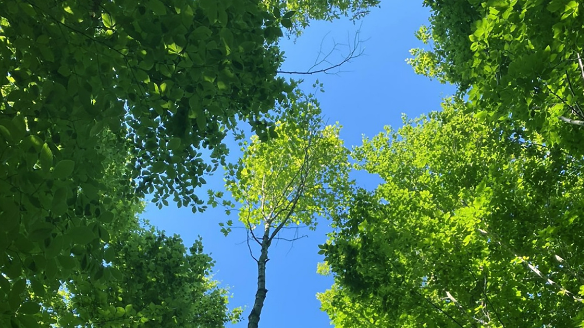 Vila Sei Gora – a folk masterpiece from the Pirin region