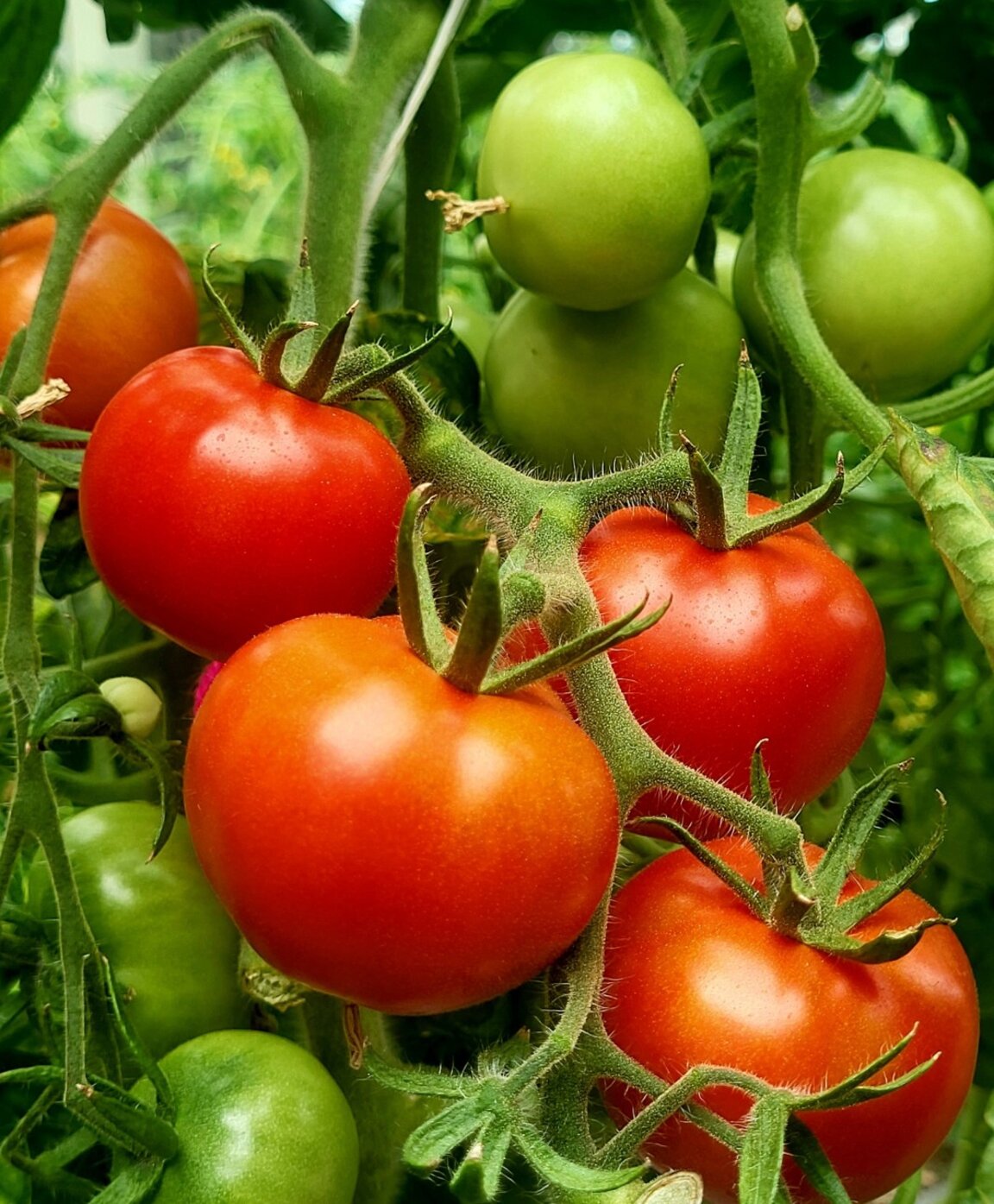 Български учени изследват устойчивостта на зеленчуците към промените в климата