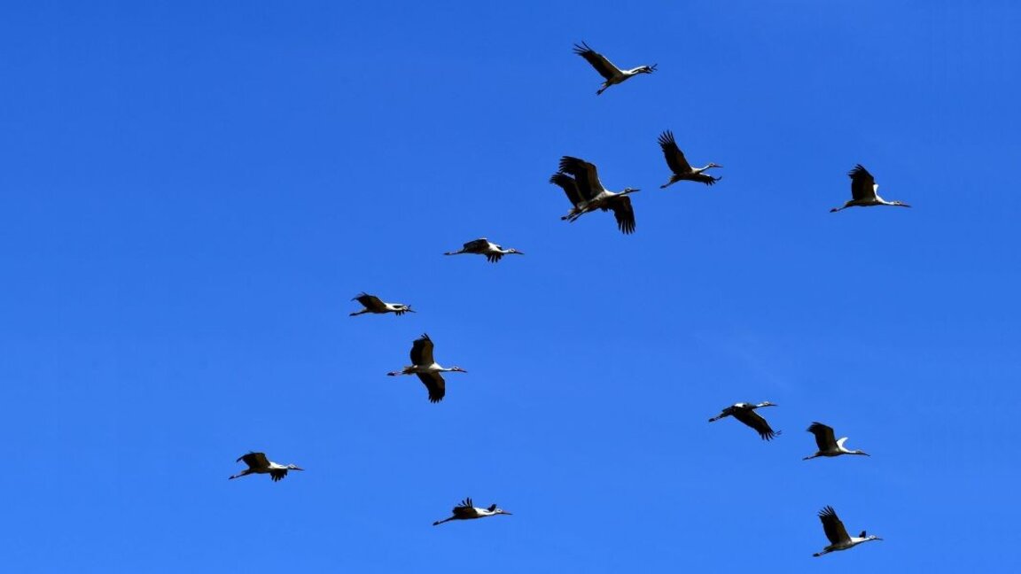 Leylekler Bir Mart’tan önce memlekete gelmeye başladı