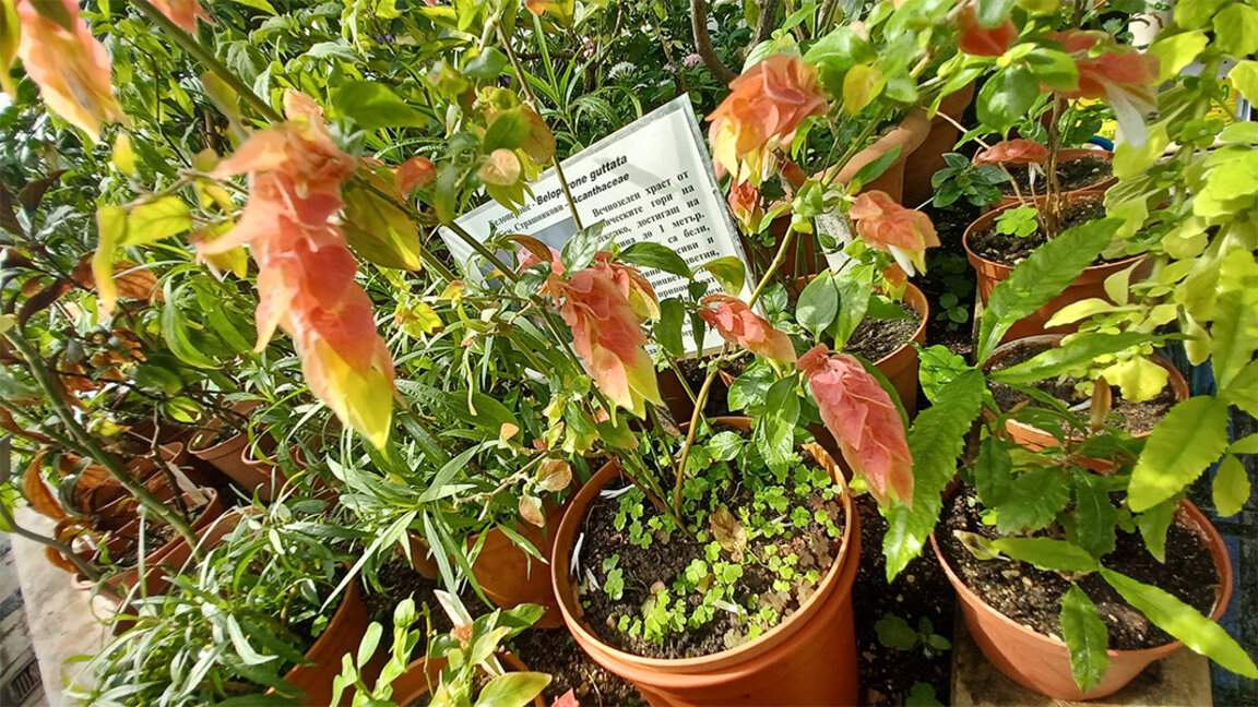 Grădina Botanică invită publicul la „Întâlniri de toamnă cu plantele”