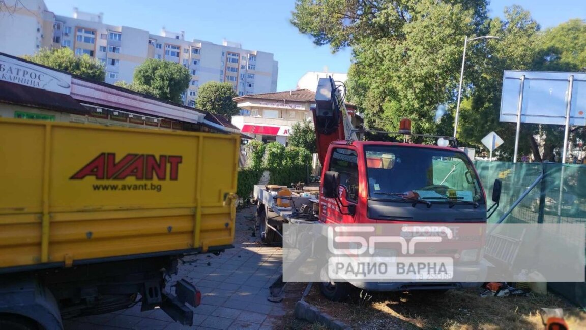 Спряха отсичането на останалите два кедъра в "Аспарухово", предстои проверка и сезиране на прокуратурата