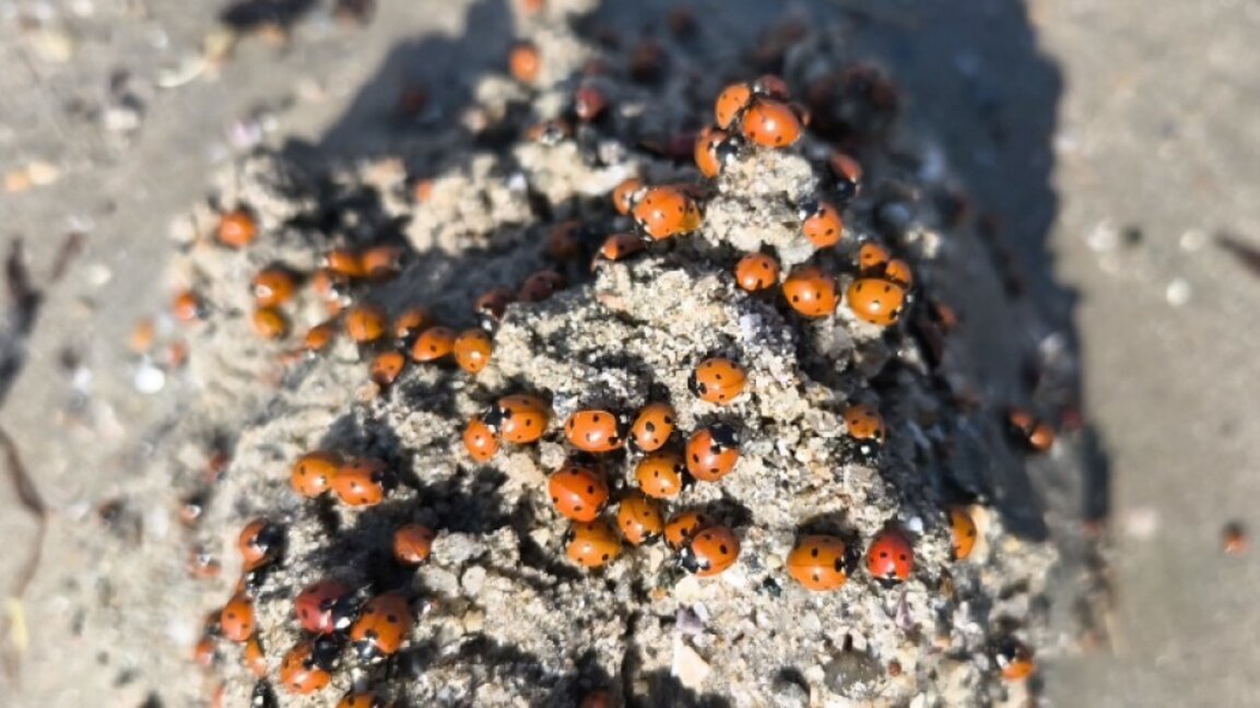 Милиони калинки превзеха плажовете в Северна Гърция