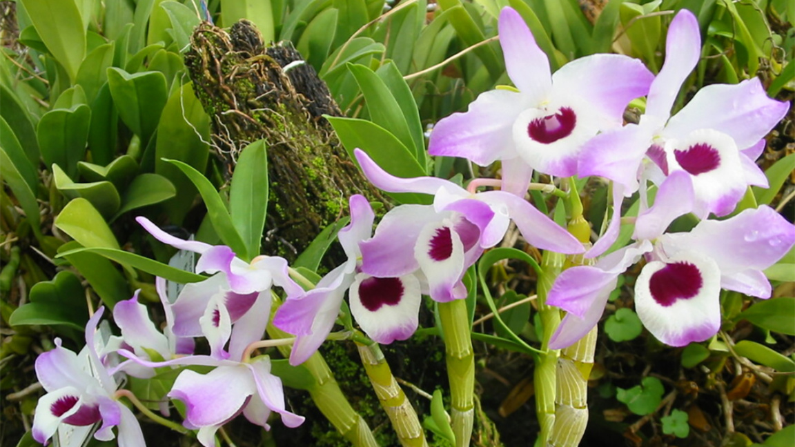 Orchideen im Botanischen Garten begeistern mit ihrer Vielfalt