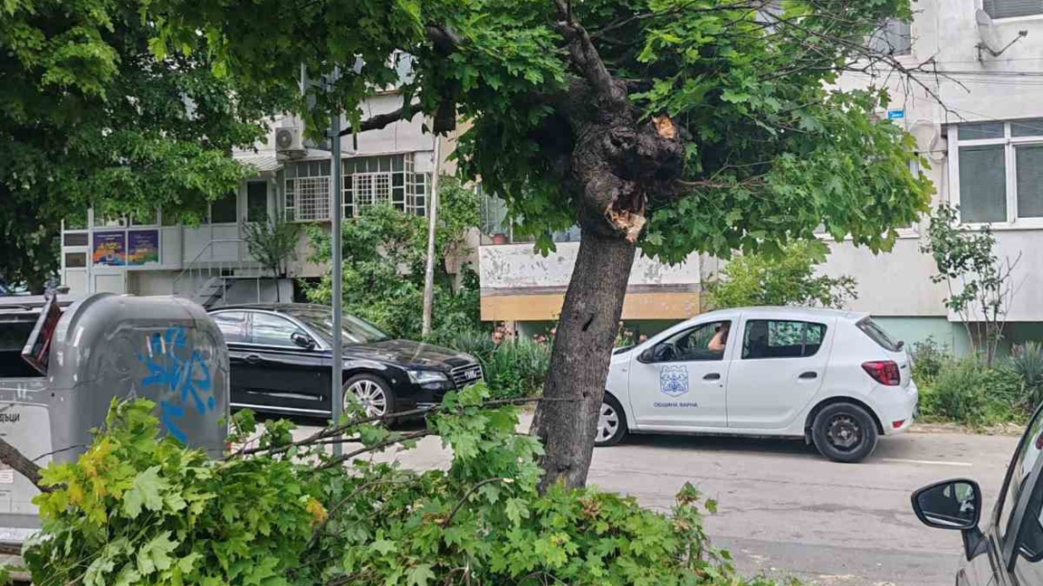 Паднали клони нанесоха щети на автомобил във Варна, днес отсичат дървото