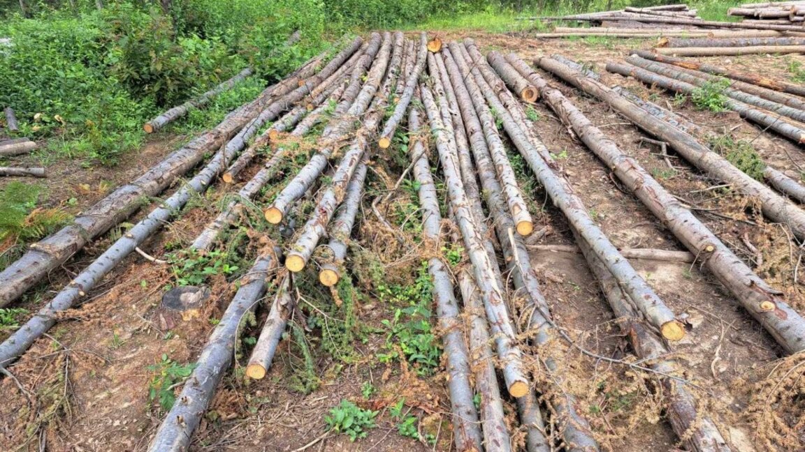 Проверяват за неправомерна сеч на борове в пернишкото село Рударци