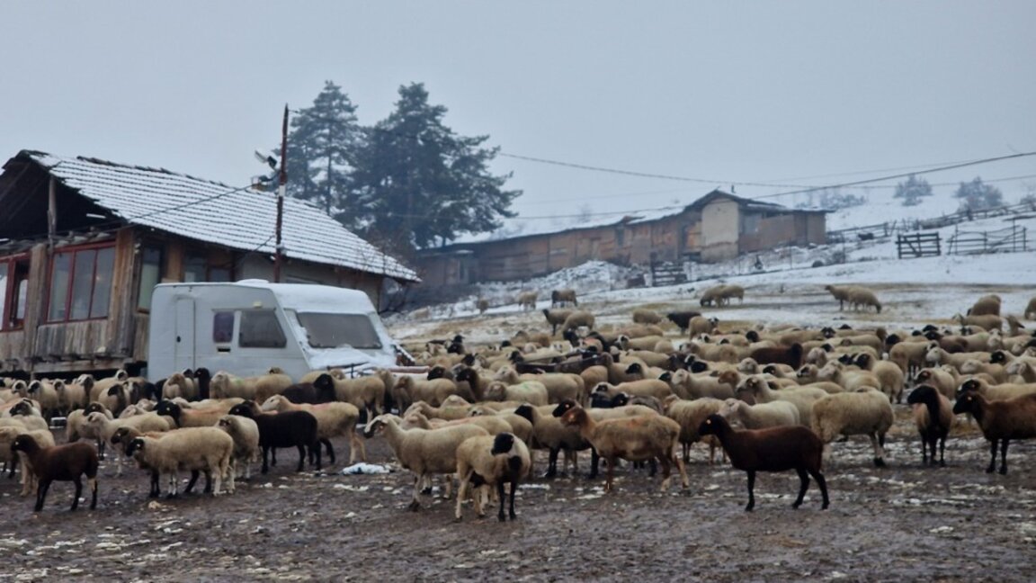 Velingrad’da keçi ve koyunlar itlaf edilmeyecek