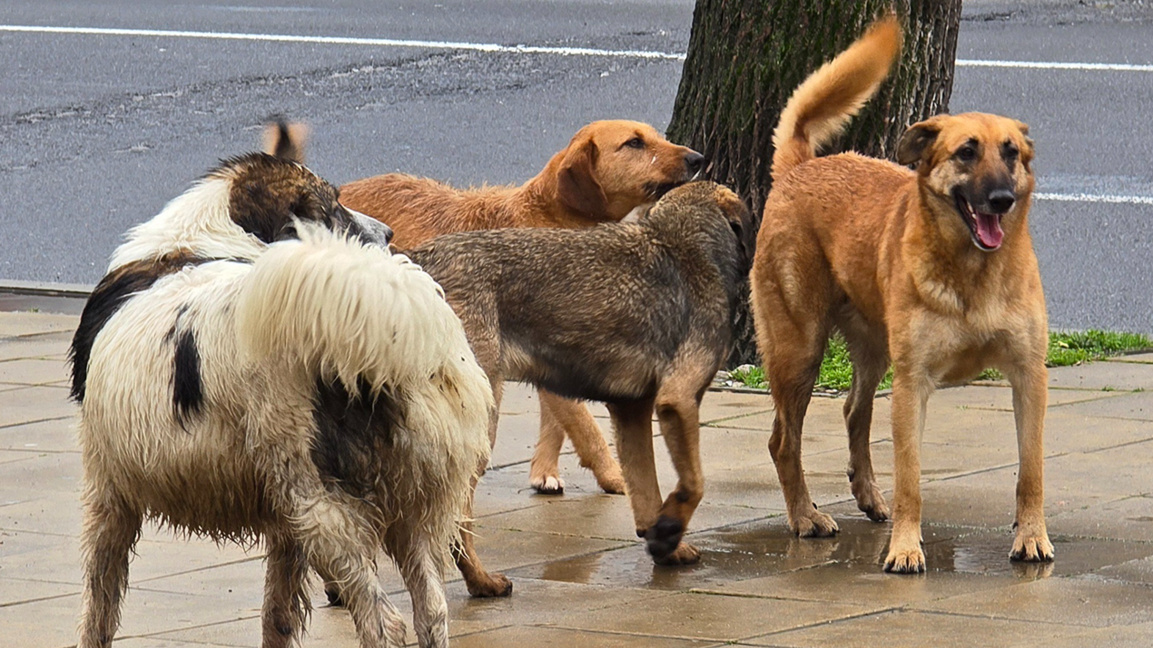 Снимката е илюстративна