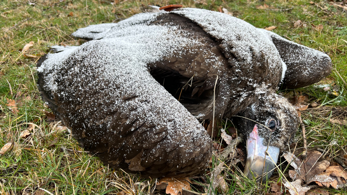 Нови два черни лешояди са открити отровени в Котленско