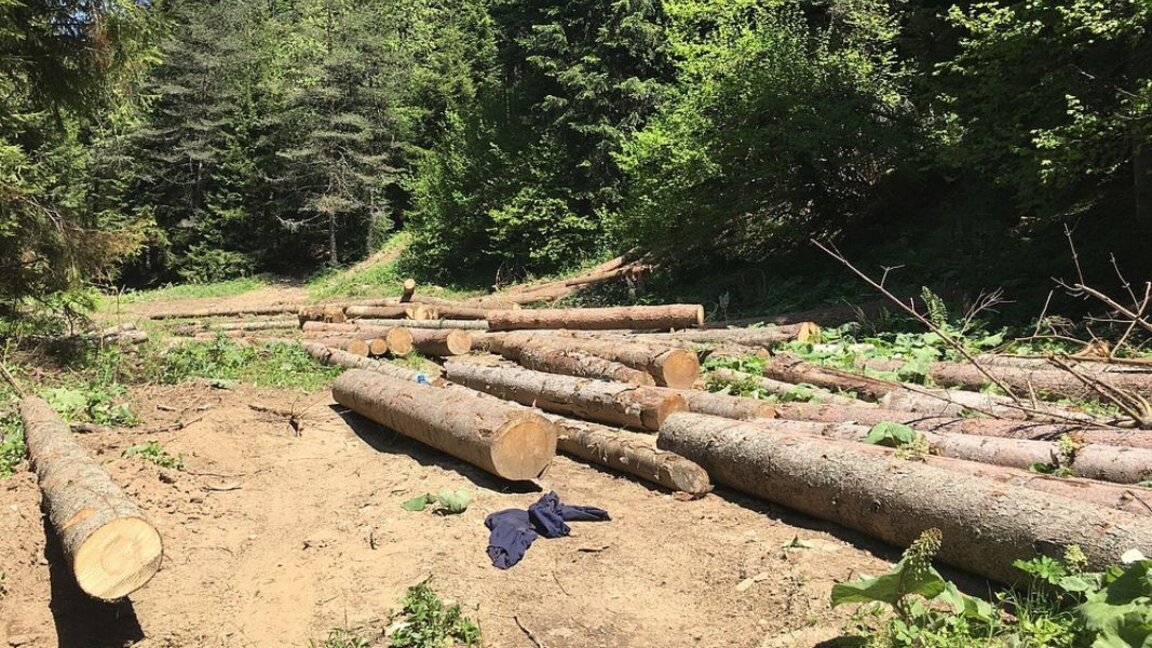 Η ΒΕΡ υποστηρίζει την καμπάνια της WWF κατά της παράνομης υλοτομείας