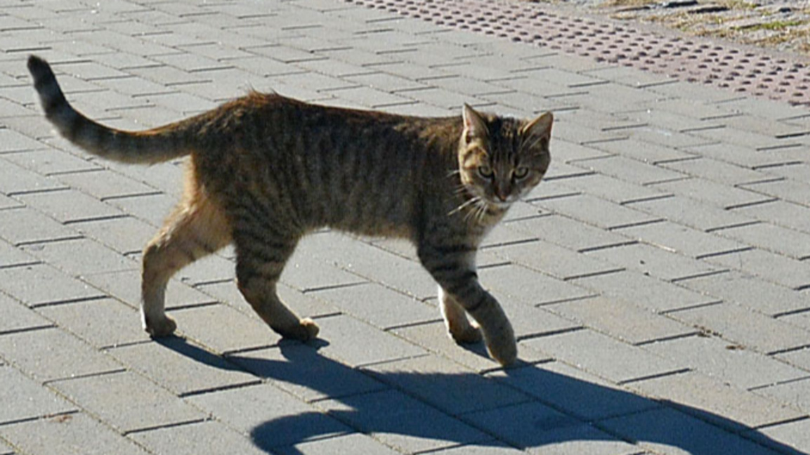 Продължава инициативата за кастрация на улични котки във Варна