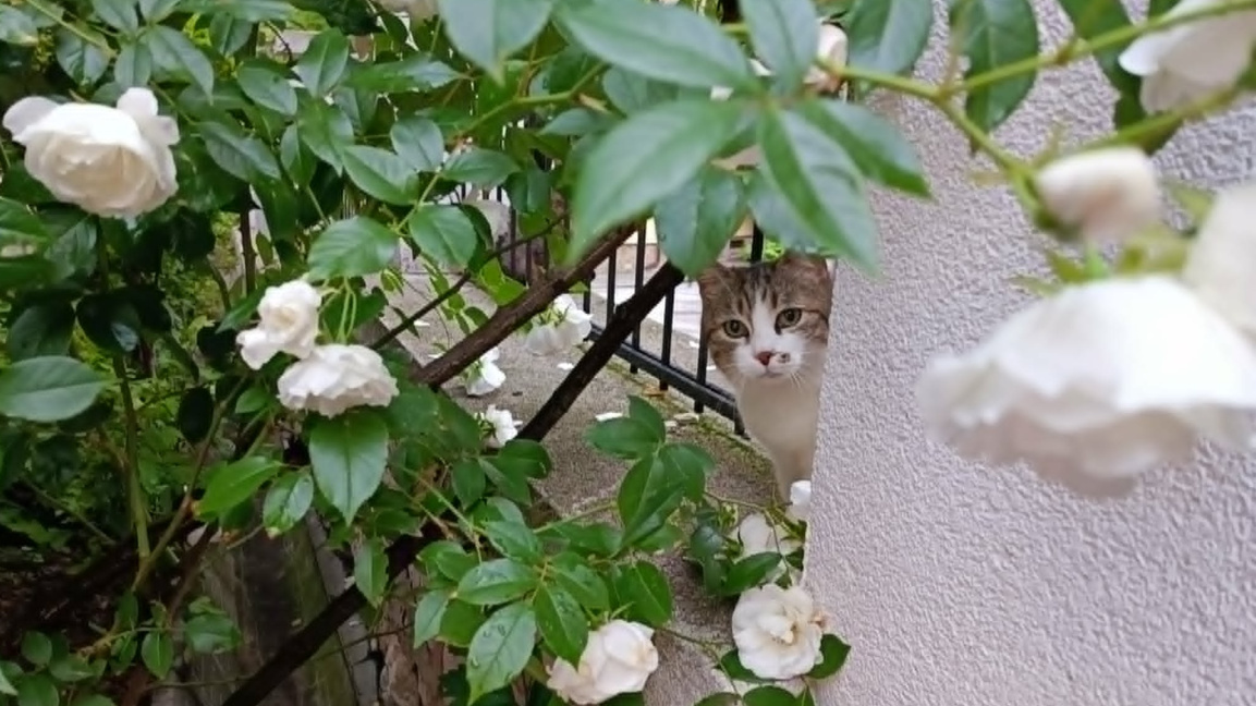 Времето в сряда